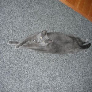 Meet your Posher, Debbie